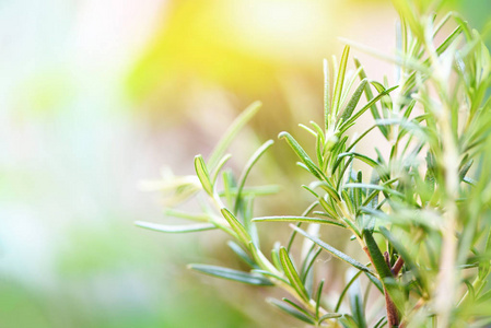 种植在花园里的有机迷迭香植物提取精华