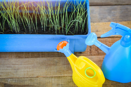 watering plant with colorful watering can and pot in the garden