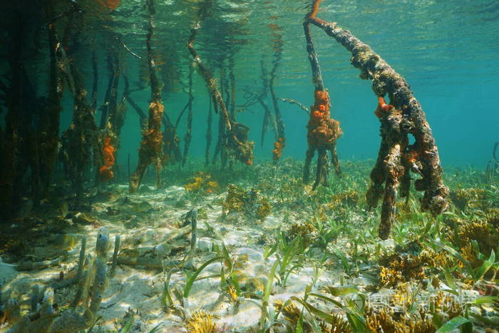 加勒比海海底红树树根