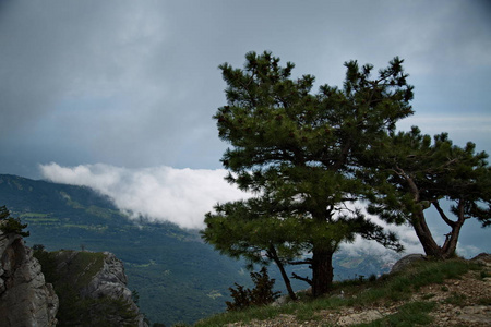 自然 松树 夏天 风景 美女 环境 旅行 天空 旅游业 森林