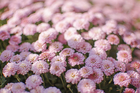 Autumn chrysanthemum flowers grow 