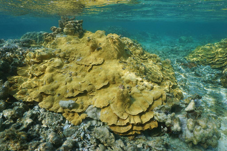 米珊瑚蒙蒂波拉海底太平洋