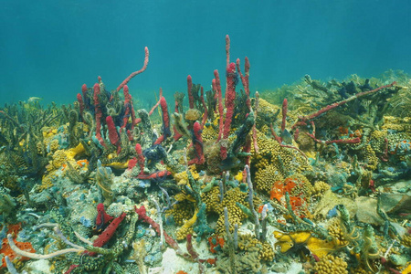 海底海底多姿多彩的加勒比海生物