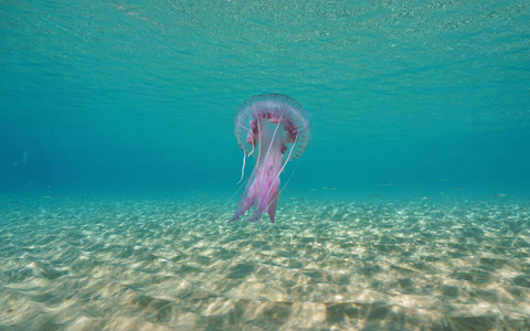 西班牙海底水母图片