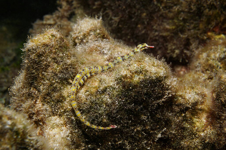 海洋生物网海鱼图片