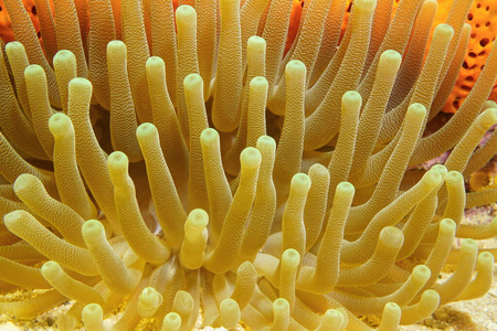 巨大海葵的水下海洋生物触须摄影图