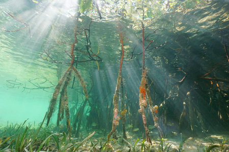 阳光透过水面和红树林根部照片