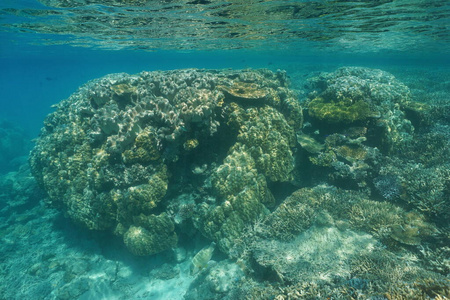 南太平洋浅水海底珊瑚礁