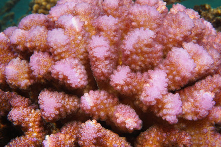 粉红珊瑚斑孔菌特写图片