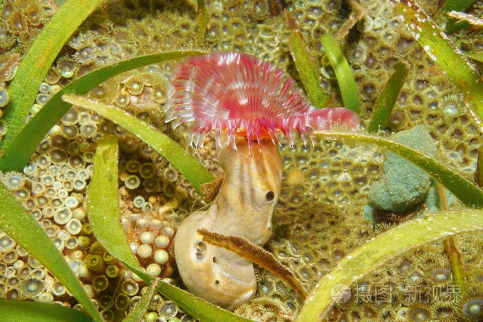 海绵中的海生蠕虫anamobaeaoerstedi