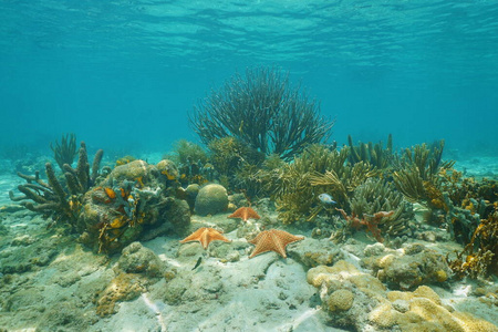 加勒比海海底的珊瑚和海星