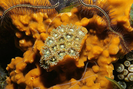 被克利欧纳海绵包围的动物垫图片