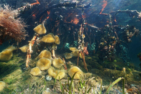 海洋生物水下海葵红树林根图片