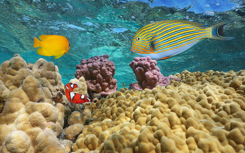 珊瑚和五颜六色的热带鱼类太平洋