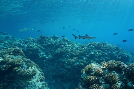 太平洋珊瑚礁的水下海景海洋生物