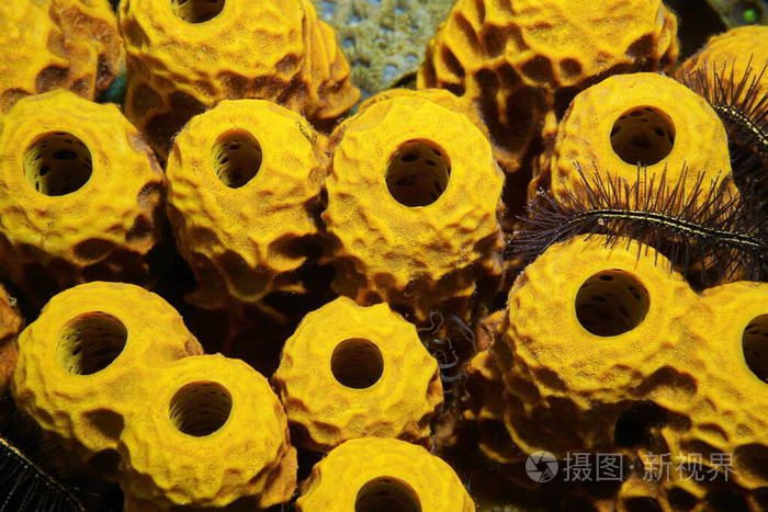 海洋生物黄管海绵