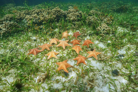 加勒比海水下的海星群