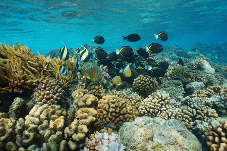 海底珊瑚礁热带鱼