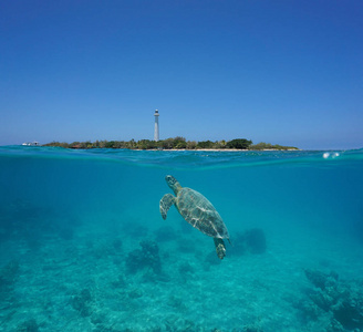 海龟分裂阿梅迪岛新喀里多尼亚图片