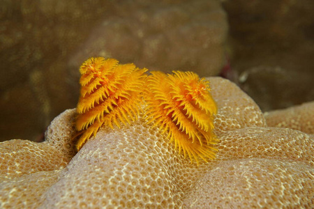 海洋生物圣诞树蠕虫图片