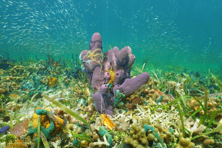 海绵鱼图片