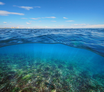 水下草地中海水下海草照片