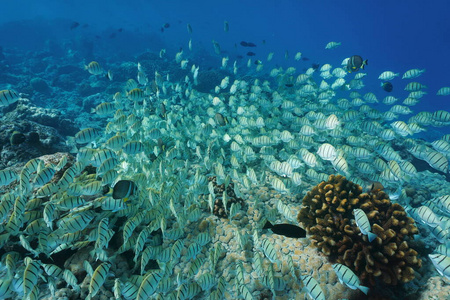 水下热带鱼在珊瑚礁上游动