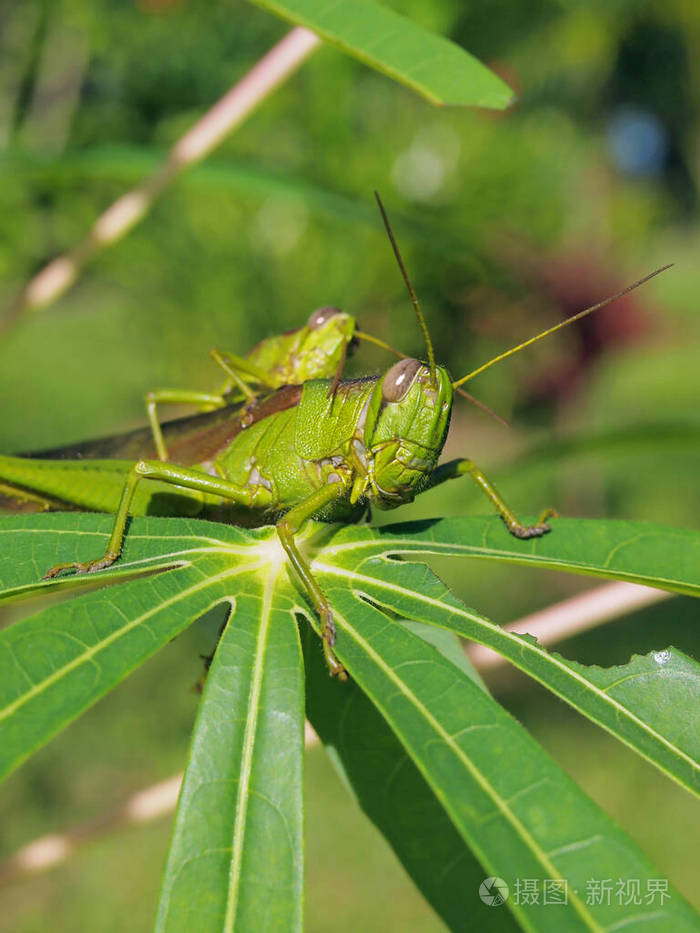 绿蚱蜢吃木薯叶