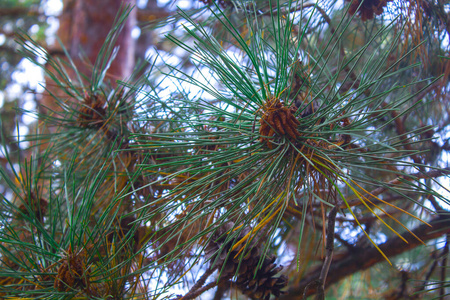 假日 特写镜头 植物区系 植物 松果 圆锥体 松木 季节