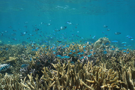 太平洋暗礁珊瑚鱼浅滩