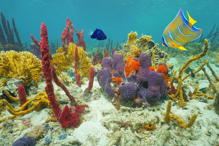 海底海底海洋生物的颜色图片