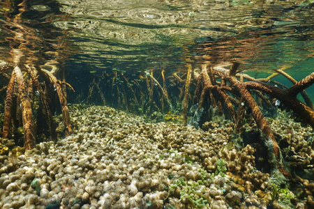 红树林的根部水下红树林根部间的指状珊瑚照片