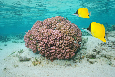 粉红珊瑚水下热带鱼图片