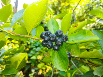 灌木 植物 夏天 分支 农业 秋天 医学 抗氧化剂 浆果