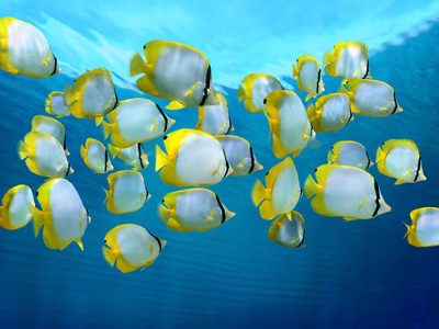 彩色热带鱼群水下鱼群,阳光和深海鱼类的水下拍摄,热带海洋水下拍摄半