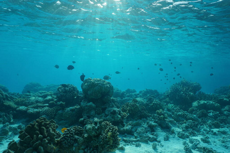 海底浅海珊瑚礁自然景观