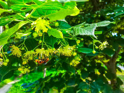 花的 春天 盛开 花蜜 牛虻 开花 动物 昆虫 动物群 植物区系