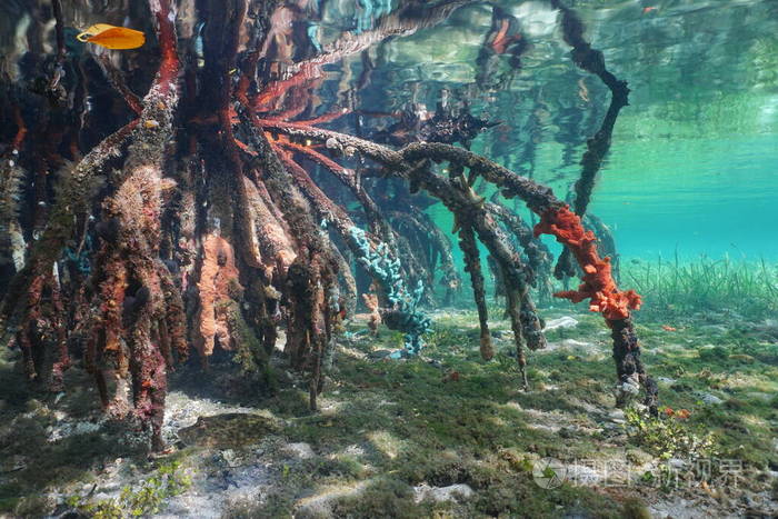加勒比海水域下的红树林树根