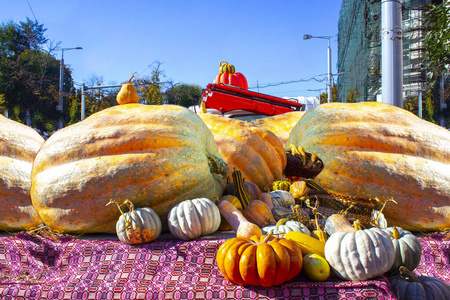 蔬菜 农场 季节 颜色 万圣节 十一月 纹理 食物 十月