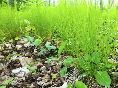 生长 纹理 花的 成长 园艺 露水 草地 领域 农业 农场