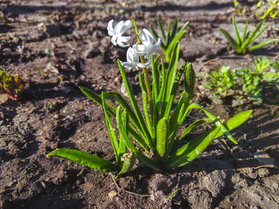 番红花 风信子 颜色 花瓣 领域 季节 自然 植物区系 树叶