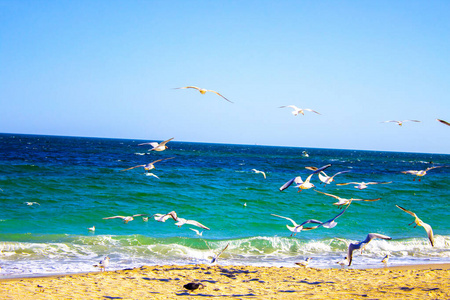 羽毛 海洋 生活 海鸟 天空 海滩 太阳 旅行 自由 野生动物