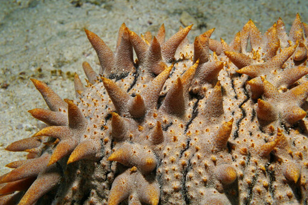 海底的海参图片