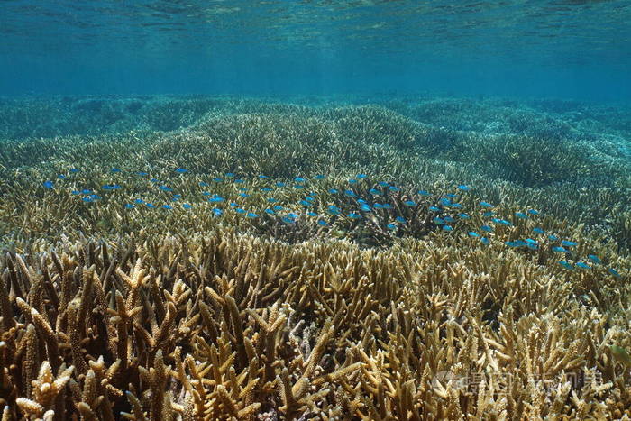 下载小样发票合同问题/举报海珊瑚暗礁海洋海的海底泻湖浅滩大洋洲