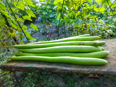 烹饪 植物 收获 维生素 特写镜头 南瓜 西葫芦 健康 农场