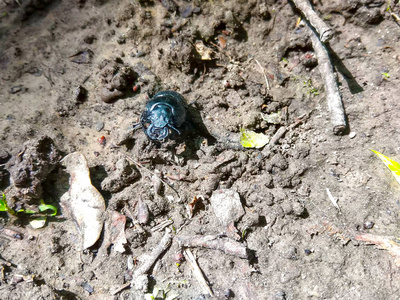 环境 特写镜头 昆虫 无脊椎动物 石头 地面 野生动物 自然