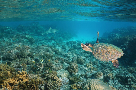 太平洋海底珊瑚礁海龟