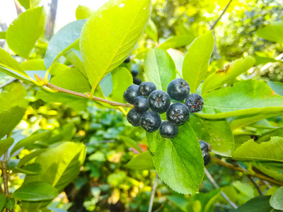 食物 分支 水果 季节 植物 自然 夏天 甜的 抗氧化剂