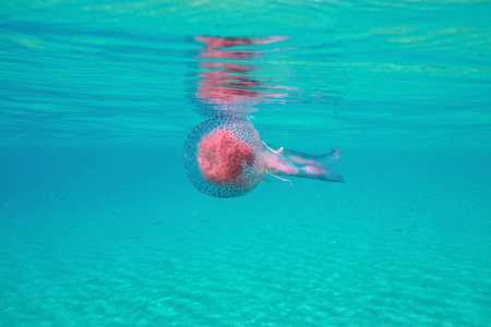 地中海水面下的水母