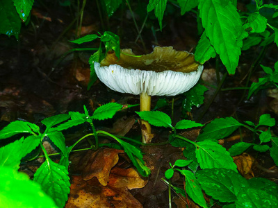自然 成长 夏天 牛肝菌 蘑菇 落下 蔬菜 生长 特写镜头